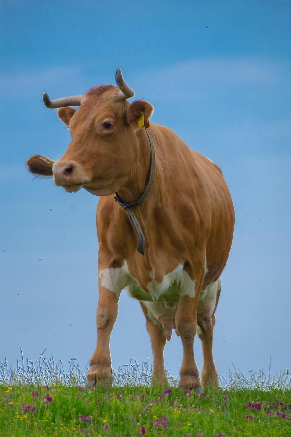 Koca Kronca - Velika Planina Stahovica Esterno foto